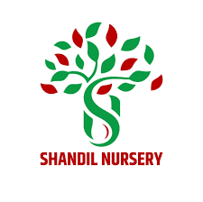 Fruit Plants Suppliers in Maharashtra | Shandil Nursery